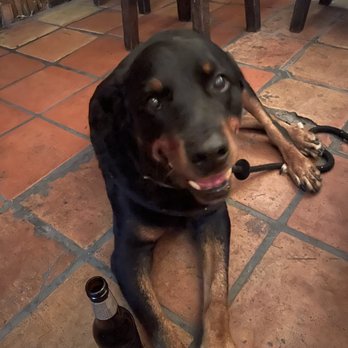 The Tilted Stick - Rottweiler on the patio. - Dive Bars Near Me - San Diego, California The Tilted Stick - Rottweiler on the patio. - Dive Bars Near Me - San Diego, California