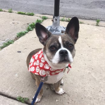 CleanDog - Dex loves visiting Clean Dog to get groomed! Thank you for this stylish bandana!!!  :) - Pet Groomers Near Me - Chicago, Illinois