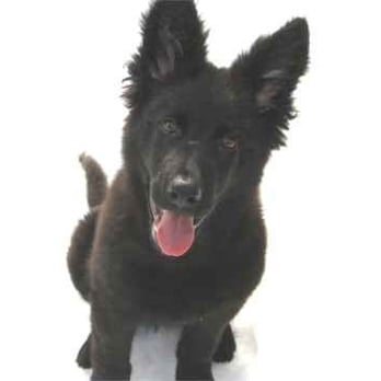 Tee Emm's Kennels - The Happy Face of DayKamp - Pet Sitting Near Me - Methuen, Massachusetts Tee Emm's Kennels - The Happy Face of DayKamp - Pet Sitting Near Me - Methuen, Massachusetts