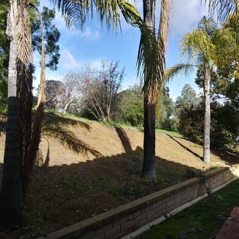 Real Tree Service - 3 palms before - Tree Services Near Me
