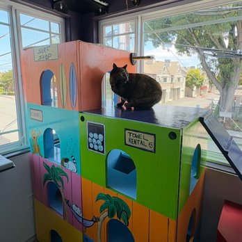 The Cats' Inn - Play area - Pet Groomers Near Me - Belmont, California The Cats' Inn - Play area - Pet Groomers Near Me - Belmont, California