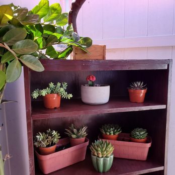 Enchanted Florist - My beautiful mini garden - Florists Near Me - Los Alamitos, California Enchanted Florist - My beautiful mini garden - Florists Near Me - Los Alamitos, California