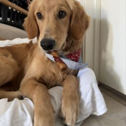 Blue with his new bandanna