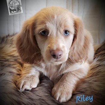 Shaded Cream Longhaired Miniature Dachshund Yelp
