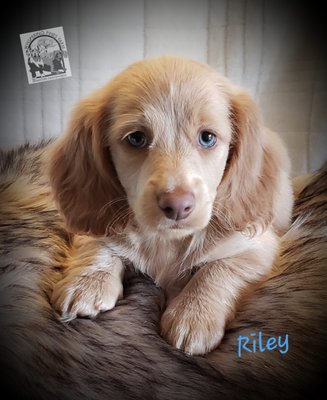 whispering pines farm miniature dachshunds