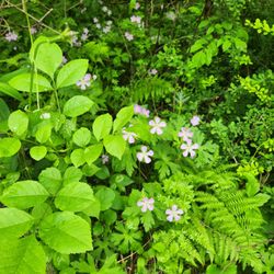 Scantic River State Park - Herb Robert Geranium along the trail