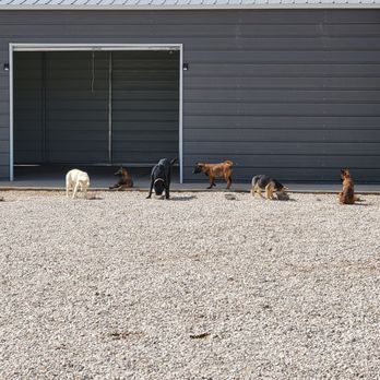 Level K9 - Dogs outside eating food together - Pet Training Near Me Level K9 - Dogs outside eating food together - Pet Training Near Me