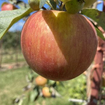 Jonamac Orchard - This is an apple from the orchard. - Fruits & Veggies Near Me - Malta, Illinois