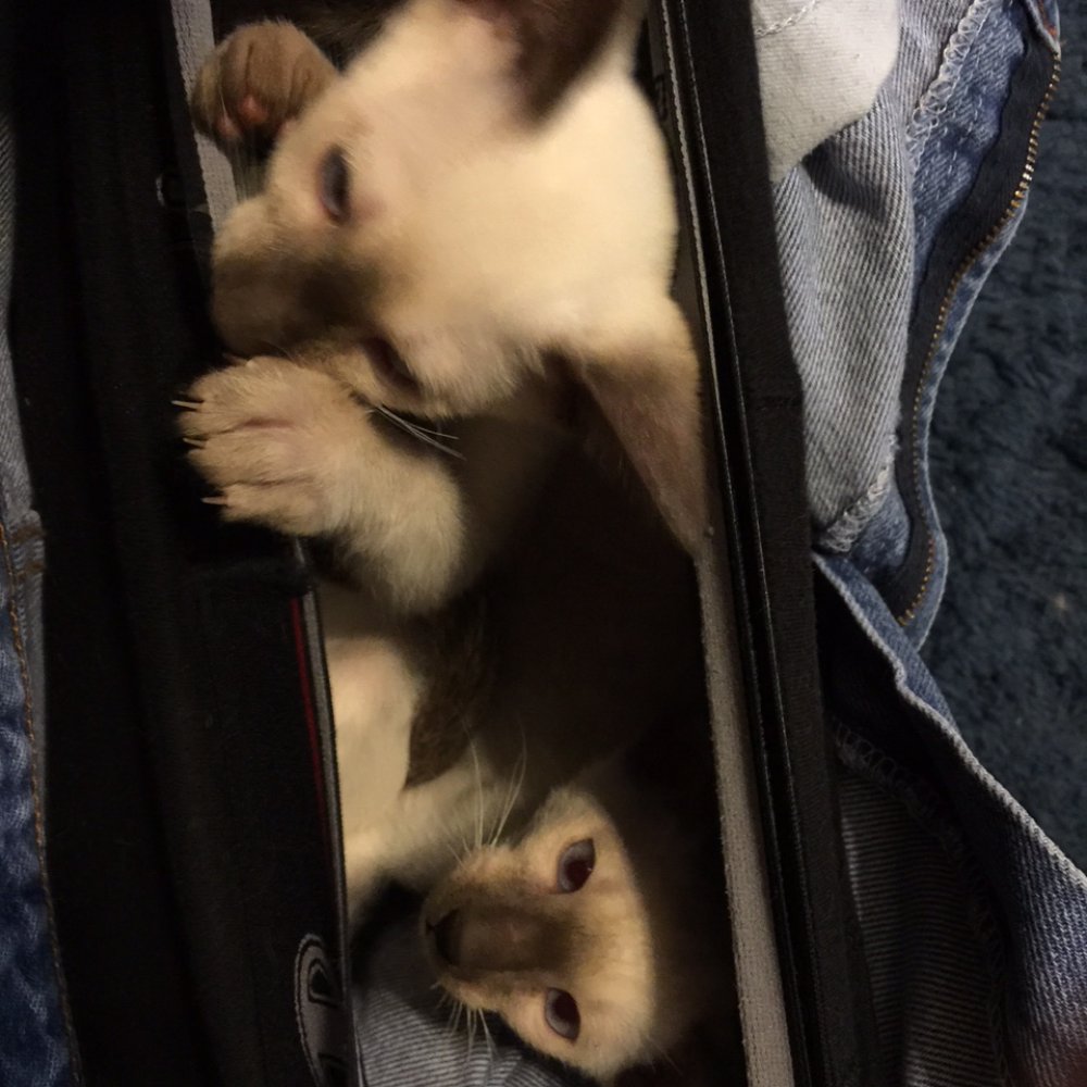 Monroe Dawn DVM - Kittens in your pants are a known danger LOL - Veterinarians Near Me - Decatur, Alabama