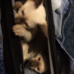 Monroe Dawn DVM - Kittens in your pants are a known danger LOL