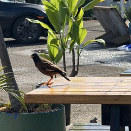 Mynah Mynah