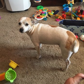 PetSmart - Buddy after seeing Carrie! She's awesome! - Pet Training Near Me - Pasadena, California