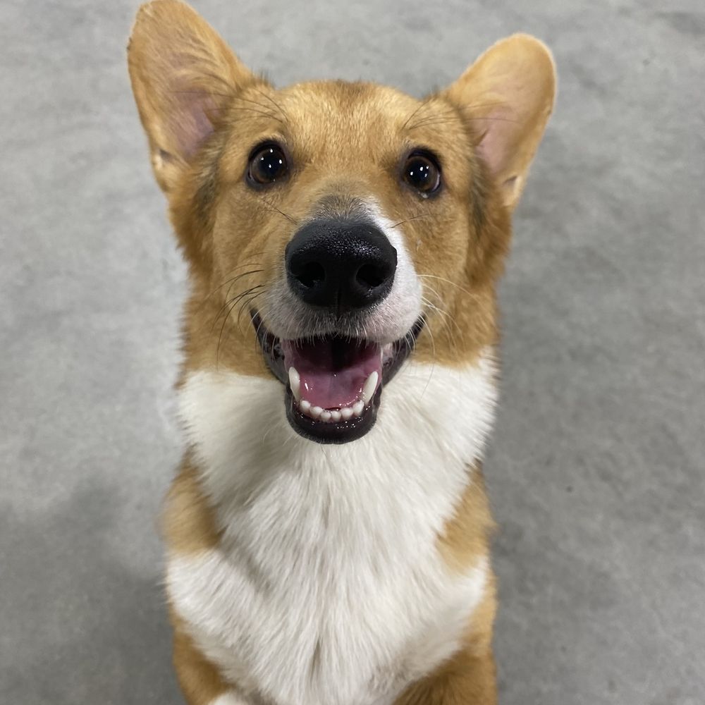 Dogdrop - Pet Sitting Near Me - Los Angeles, California Dogdrop - Pet Sitting Near Me - Los Angeles, California
