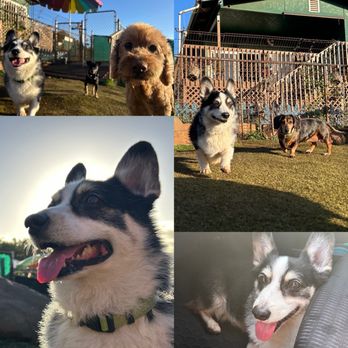 Kama'aina K9 Adventures - Pet Sitting Near Me - Waipahu, Hawaii