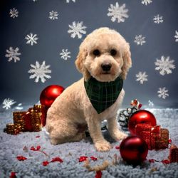 Camp Bow Wow Cuyahoga Falls - Expelled for being "too nice"!