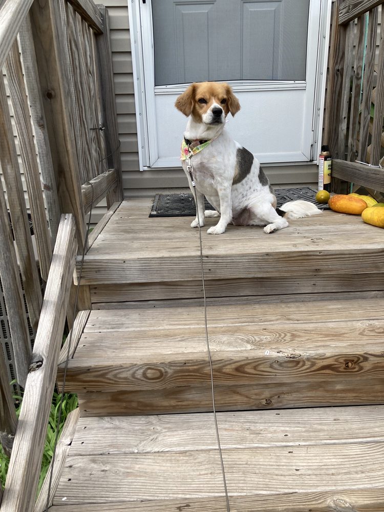 MARSHELL’S PET STYLING Updated September 2024 48834 Hayes Rd