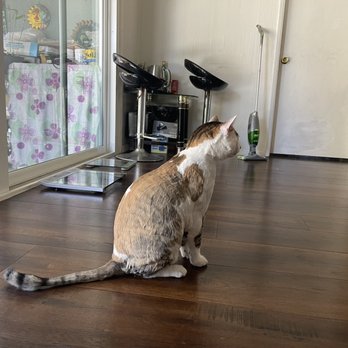 Magic Groomer - Pet Sitting Near Me - Arcadia, California