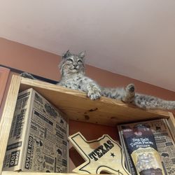Beef Jerky Outlet - Very cool animals all around the store for a great atmosphere