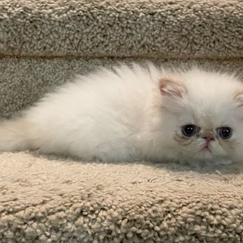 Kingsley Kittens - Pet Breeders Near Me