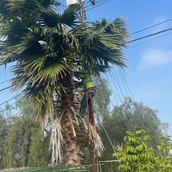 Bustamante Tree Service - Tree Services Near Me - South Gate, California