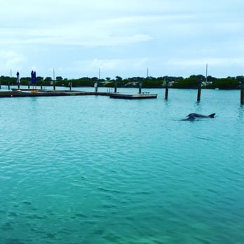 Hawks Cay Resort - Atlantic bottlenose dolphins live at the resort's lagoon! - Resorts Near Me - Duck Key, Florida Hawks Cay Resort - Atlantic bottlenose dolphins live at the resort's lagoon! - Resorts Near Me - Duck Key, Florida