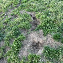 Noble Creek Regional Park - Safety hazard for both dogs and people