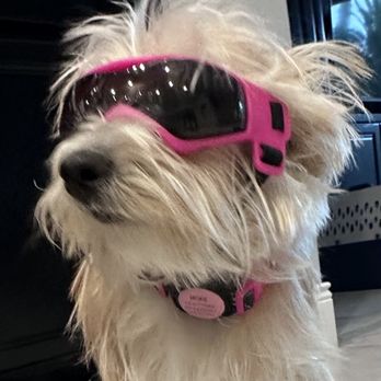 Las Vegas Spaw - Before - Pet Groomers Near Me - Las Vegas, Nevada