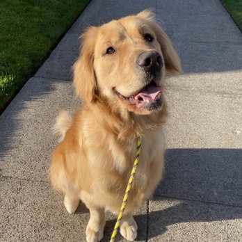 Frolic Dog Training - Service dog in-training Zeplyn looking fresh after his bath & haircut - Pet Training Near Me Frolic Dog Training - Service dog in-training Zeplyn looking fresh after his bath & haircut - Pet Training Near Me