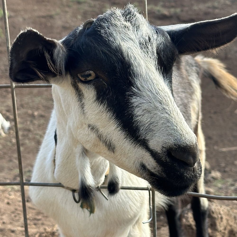 Surfing Goat Dairy - My sweet goat friend liked being petted. - Cheese Shops Near Me - Kula, Hawaii Surfing Goat Dairy - My sweet goat friend liked being petted. - Cheese Shops Near Me - Kula, Hawaii