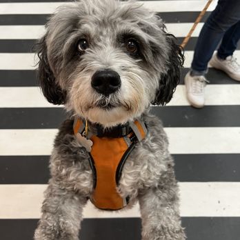 Scritches and Boops - Pet Stores Near Me - Somerville, Massachusetts