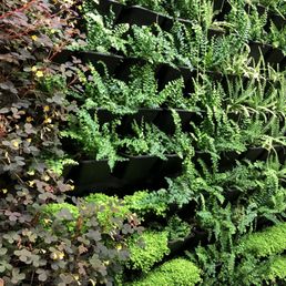 Wall of ferns Wall of ferns