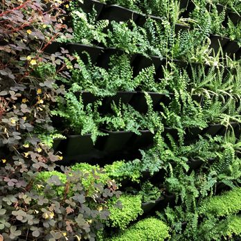 Berkshire Botanical Garden - Wall of ferns - Botanical Gardens Near Me - Stockbridge, Massachusetts Berkshire Botanical Garden - Wall of ferns - Botanical Gardens Near Me - Stockbridge, Massachusetts