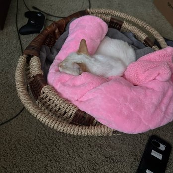 Dr Marchi - Pet Euthanasia at Home - Good night, Bixby Rose ~ you are so loved! - Veterinarians Near Me - Long Beach, California