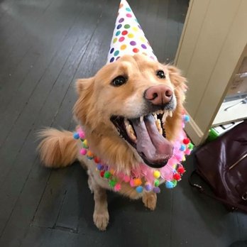 Barks on Bauer - Birthday party time at Barks on Bauer! CJ loves birthday cake and, as you can see, gets pretty excited when there's a party. - Pet Sitting Near Me - Louisville, Kentucky Barks on Bauer - Birthday party time at Barks on Bauer! CJ loves birthday cake and, as you can see, gets pretty excited when there's a party. - Pet Sitting Near Me - Louisville, Kentucky