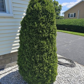 The Next Generation Yard And Tree Service - a green shrub in front of a house - Landscaping Near Me - Jordan, New York The Next Generation Yard And Tree Service - a green shrub in front of a house - Landscaping Near Me - Jordan, New York