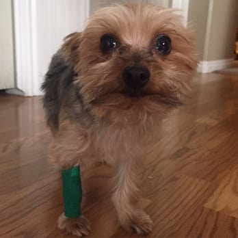 Lone Peak Veterinary Hospital - Our little yorkie after his teeth cleaning. Lonepeak really cares about the well being of your pet - Veterinarians Near Me - Draper, Utah Lone Peak Veterinary Hospital - Our little yorkie after his teeth cleaning. Lonepeak really cares about the well being of your pet - Veterinarians Near Me - Draper, Utah