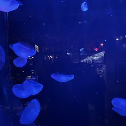 Very cool tank with jelly fish! Very cool tank with jelly fish!