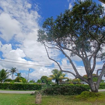 Father and Son Tree Service - Oak tree angle 1 - Tree Services Near Me - Homestead, Florida Father and Son Tree Service - Oak tree angle 1 - Tree Services Near Me - Homestead, Florida
