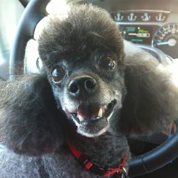 Pet Boutique - Our Misty after a grooming by Tammy - Pet Sitting Near Me - Smyrna, Georgia Pet Boutique - Our Misty after a grooming by Tammy - Pet Sitting Near Me - Smyrna, Georgia