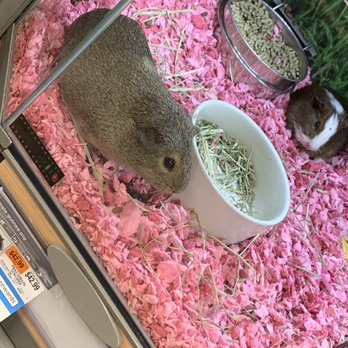 Petco - Pet Stores Near Me - Laurel, Maryland