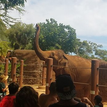 Honolulu Zoo - Elephant saying Hiyee - Zoos Near Me - Honolulu, Hawaii