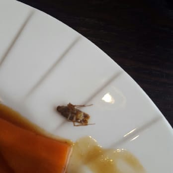 Rakuu - Roach from Rakuu garlic beef.... - Sushi Bars Near Me - Spring, Texas