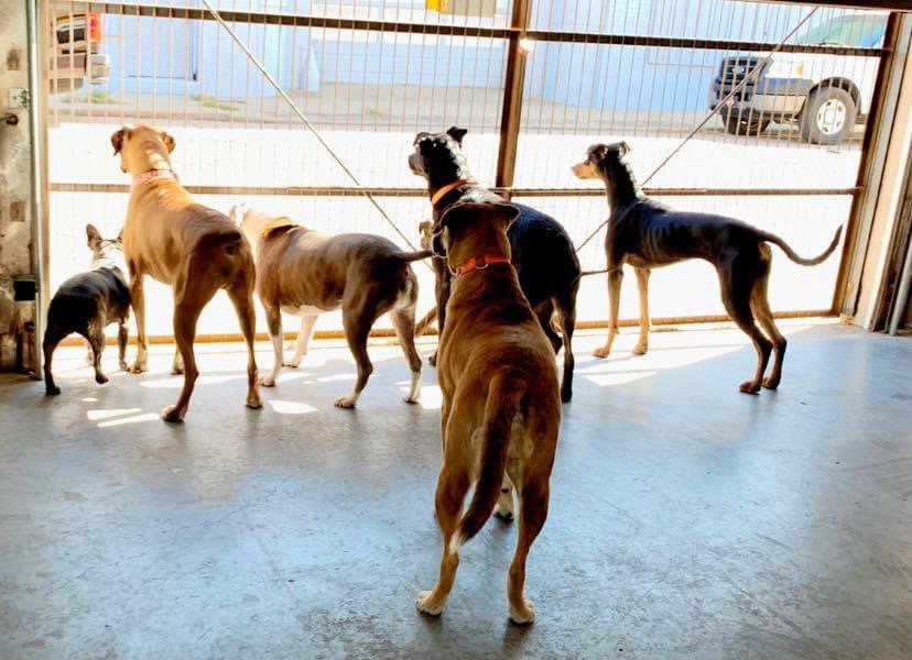 Tailwaggers Canine Social Club - pet boarding facility in Wichita, KS