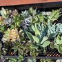 True Value - Arroyo Grande Home and Garden