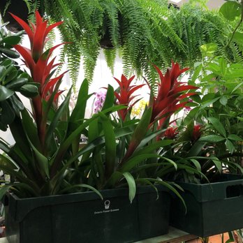 Broadview Flower Market - Florists Near Me - Toronto, Ontario Broadview Flower Market - Florists Near Me - Toronto, Ontario