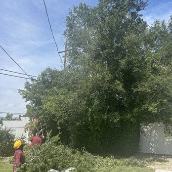 Your Way Tree Service - Trimming in progress - Tree Services Near Me