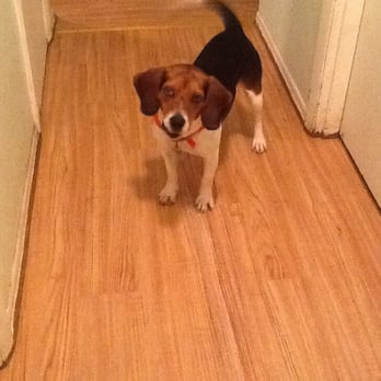 Corner Bark - Maestro after his visit to the Corner Bark. - Pet Groomers Near Me - Ferguson, Missouri