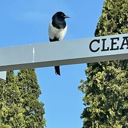 Burger King - Beautiful bird upon drive through entrance