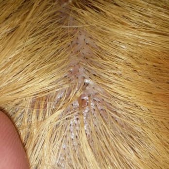 Gloria Unisex - Another part of inflamed scalp. - Hair Salons Near Me - Union City, New Jersey