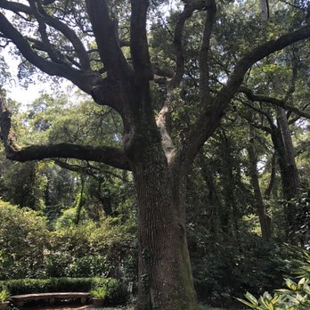 The Elizabethan Gardens - Tree believed to have been around at the time of the Lost Colony. - Botanical Gardens Near Me - Manteo, North Carolina The Elizabethan Gardens - Tree believed to have been around at the time of the Lost Colony. - Botanical Gardens Near Me - Manteo, North Carolina